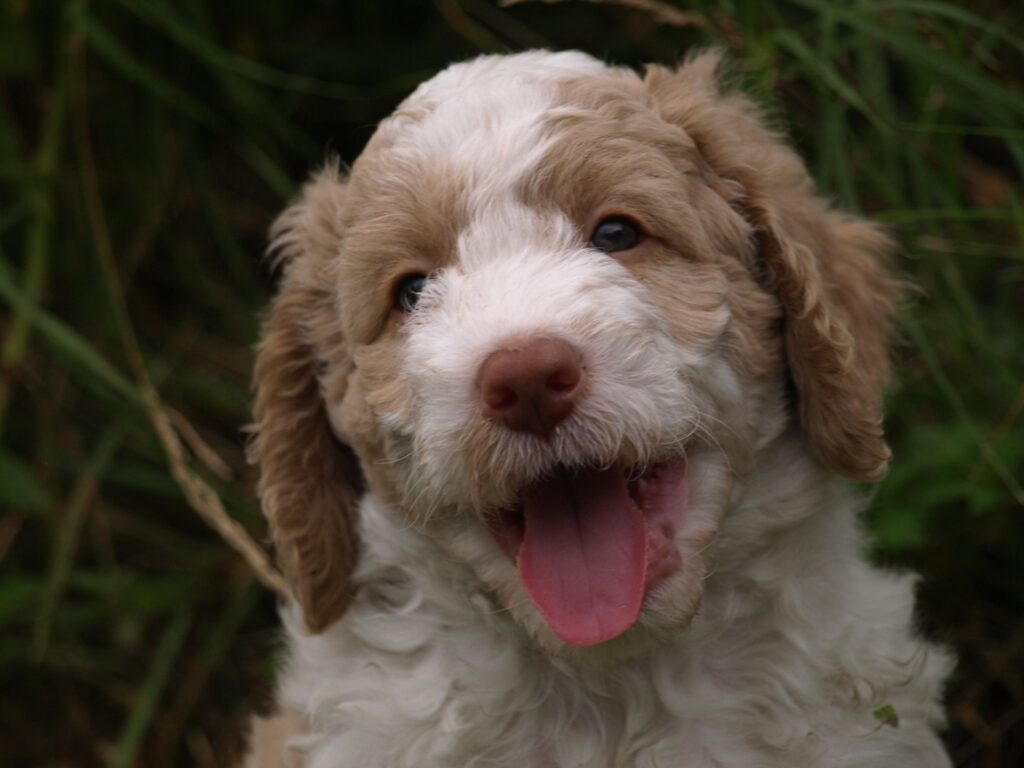 Neville, a lovely Pine Valley Labradoodle