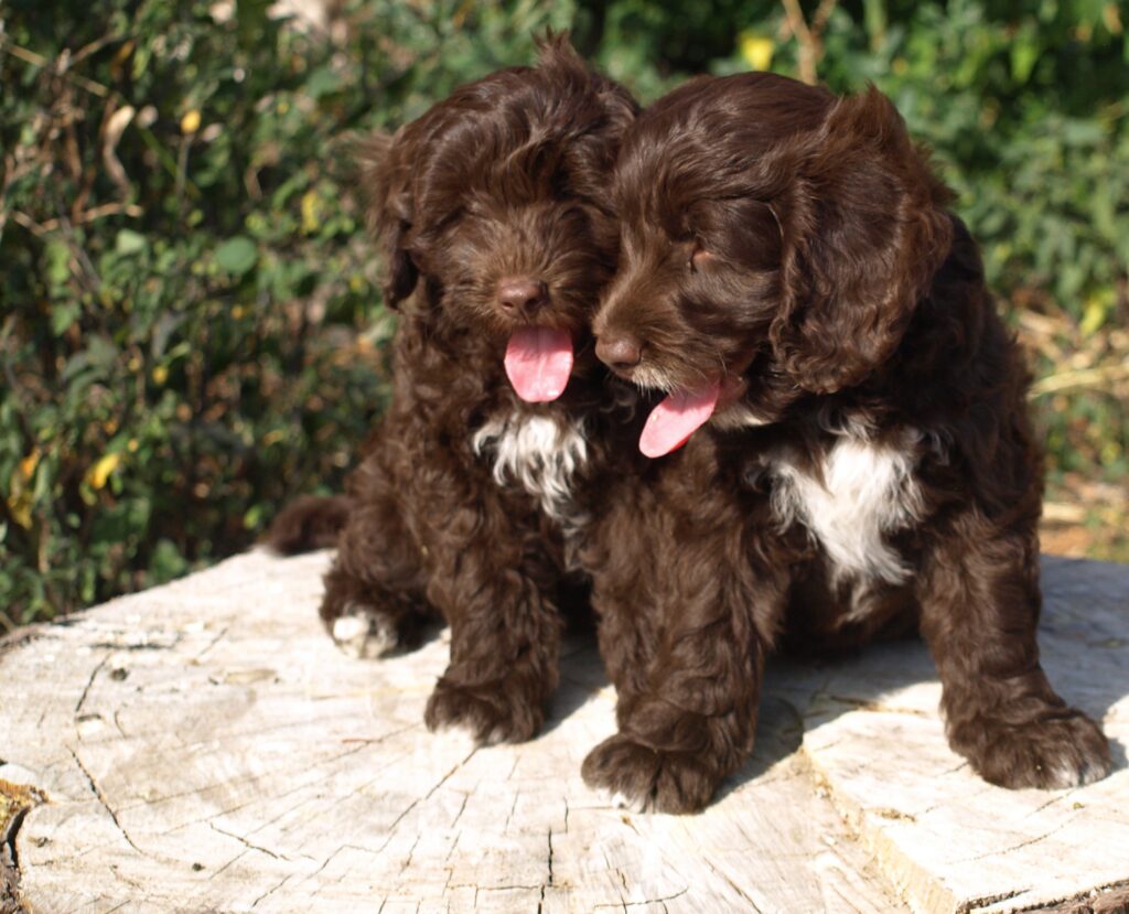 Pine Valley Labradoodles Chocolate puppies