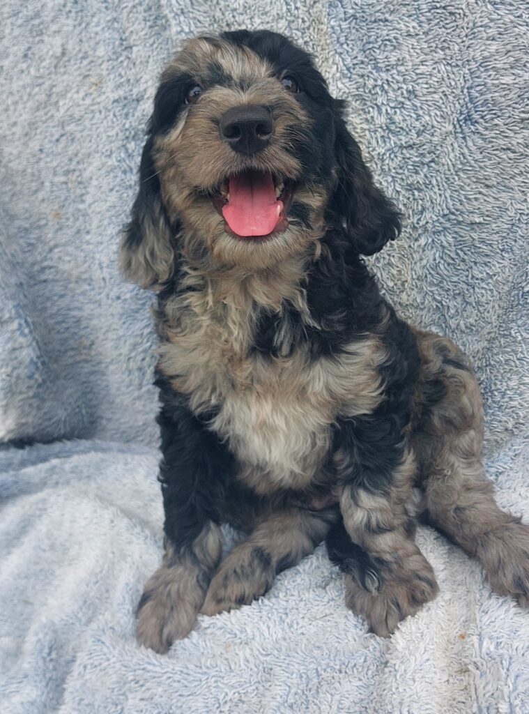 Merle Spoodle Puppy