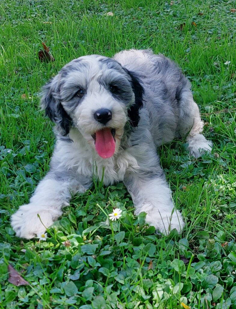 merle labradoodle puppy from Pine Valley Labradoodles
