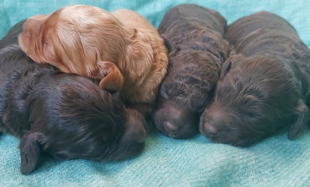 Newborn Labradoodle Puppies from Pine Valley Labradoodles