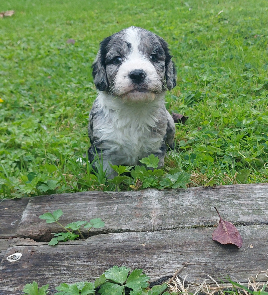 Spoodle puppy from Pine Valley Labradoodles and Spoodles