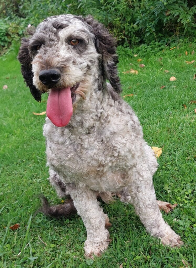 Lovely blue merle labradoodle