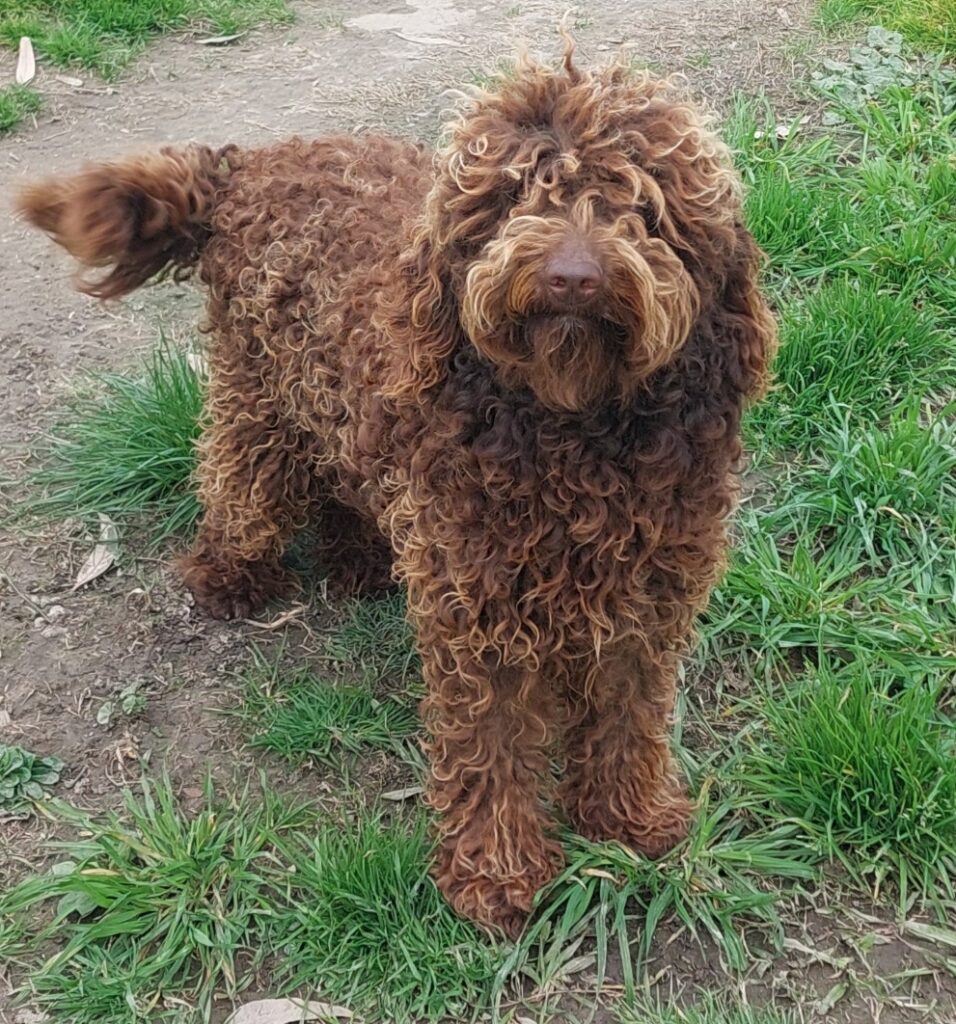 Eddie, a medium size chocolate labradoodle, 