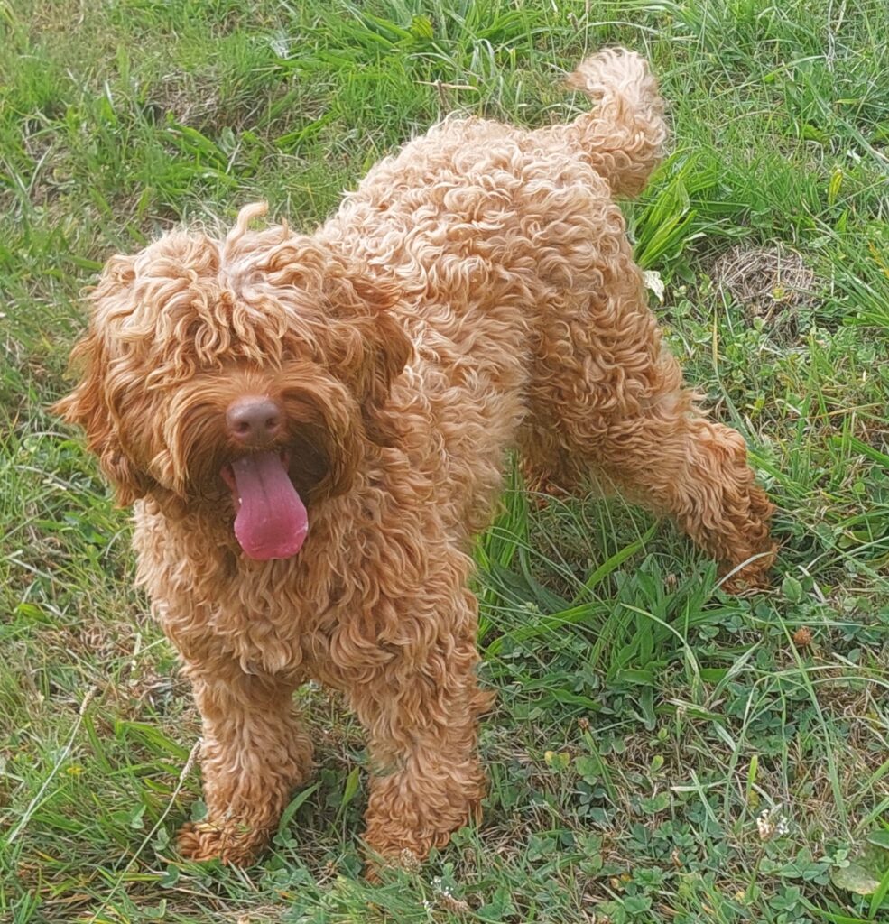 Beautiful Red miniature  labradoodle