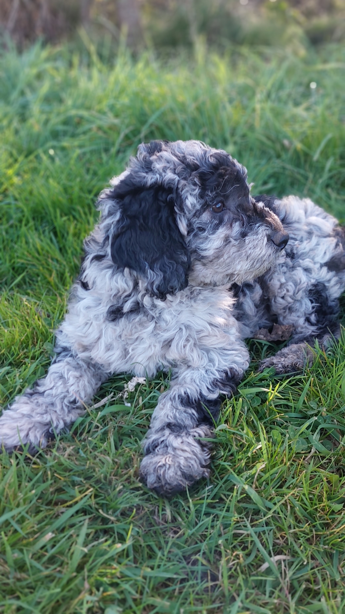Merle labradoodle puppy used as therapy dog