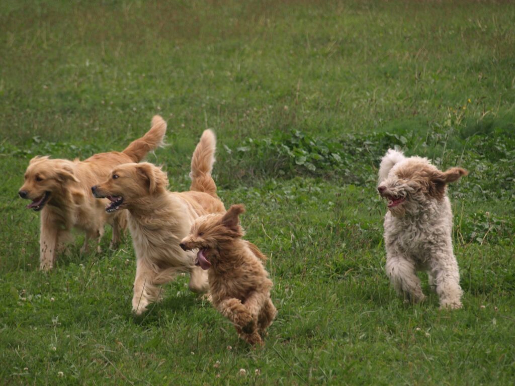 DNA tested parents playing in the paddock
