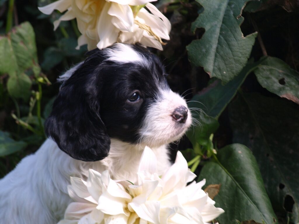 beautiful black and white spoodle puppy